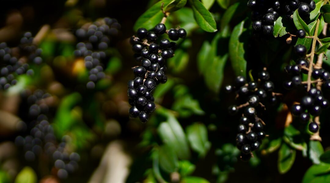 Photo Muscadine grapes