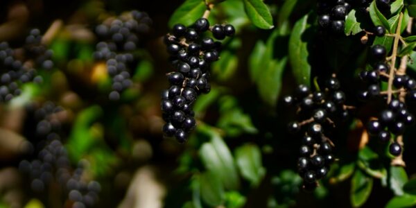 Photo Muscadine grapes