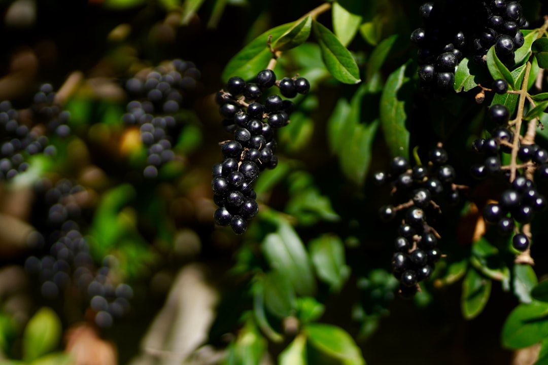 Photo Muscadine grapes